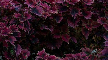 Güzel kırmızı yapraklar arka plan olarak yapılabilir.