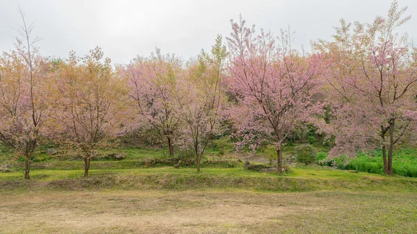 Sakura Tree Nang Phaya Suaeng Beautiful Pink Flowers Doi Inthanon —  Fotos de Stock