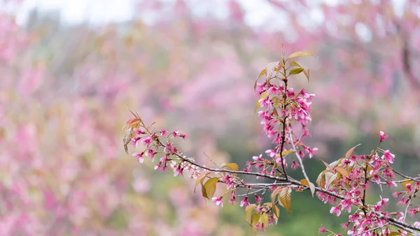 森林中美丽的粉色樱花 背景模糊 — 图库照片