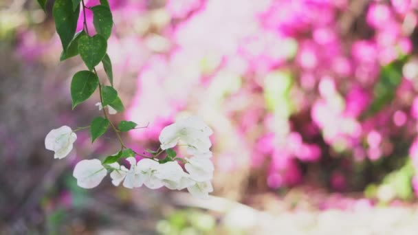 Bougainvillea Kwiat Biały Niewyraźne Tło Wideo — Wideo stockowe