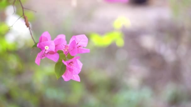 Gyönyörű Rózsaszín Bougainvillea Elmosódott Háttér — Stock videók