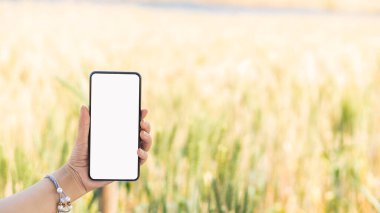 Arpa tarlasında beyaz ekranlı bir cep telefonu.