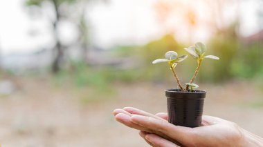 Elinde küçük saksı bitkileri, bulanık arka plan ve akşam ışıkları