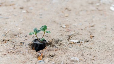 Kuru zemin ve akşam ışığında küçük bir saksı bitkisi..