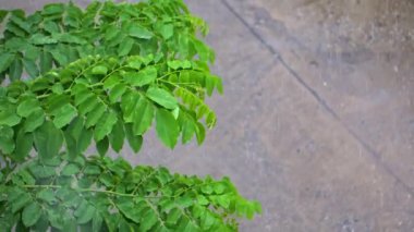 Sıcak mevsimde mevsime göre yağmur yağar.