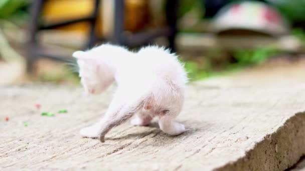 Yerde Yatan Sevimli Bir Kedi Yavrusu — Stok video