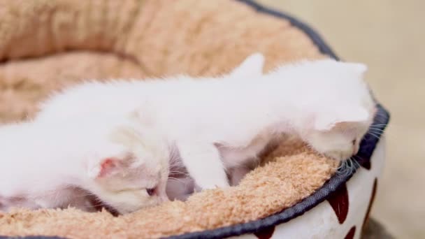 Ein Süßes Kleines Kätzchen Liegt Auf Dem Boden — Stockvideo