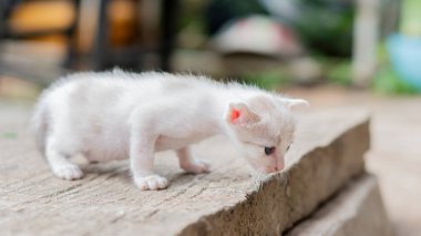 Yerde yürüyen sevimli beyaz kedi.