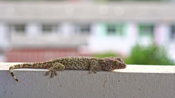 Velká Gecko Domácí Zeď Rozmazané Pozadí — Stock video