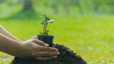 Kadının eli verimli toprağa ekilmek üzereyken saksılarda fidanlar yetişiyordu.