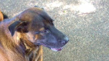 Kahverengi saçlı bir köpek yerde nefes alıyor..