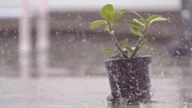 Ağustos 'ta saksı bitkileriyle yere mevsimlik yağmur yağar