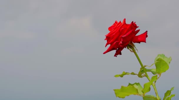 Czerwone Róże Kwitnące Wiosną Ogrodzie Tle Nieba — Wideo stockowe
