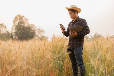 Becerikli bir Asyalı, arpa tarlalarını izlemek için teknolojiyle donatılmış dijital cep telefonları ve tabletleri kullanıyor. Tarım üretimi için internet uygulamaları kullanıyor..