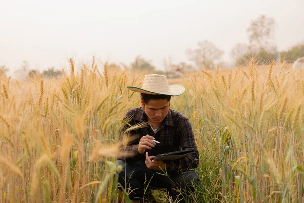 Becerikli bir Asyalı, arpa tarlalarını izlemek için teknolojiyle donatılmış dijital cep telefonları ve tabletleri kullanıyor. Tarım üretimi için internet uygulamaları kullanıyor..