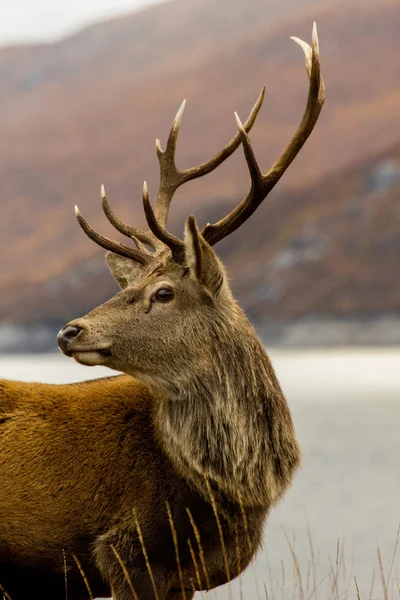 Herbstlicher Hirsch — Stockfoto