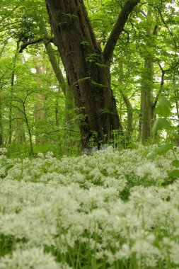 Baharda Yorkshire kırsalında yabani sarımsak yetişiyor..