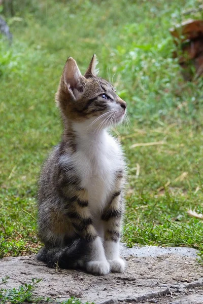 Lindo gatito — Foto de Stock