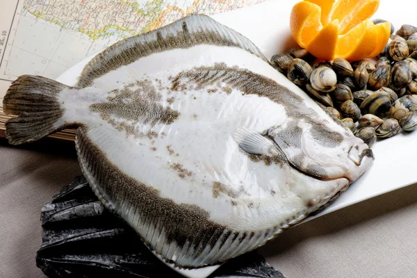 Turbot ryby i małże — Zdjęcie stockowe