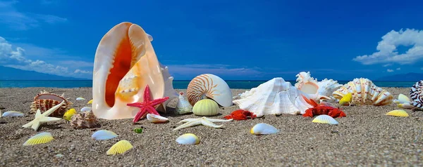 青い空と熱帯のビーチのヒトデと貝殻 — ストック写真