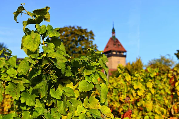 Autumn Vineyard Landscape Hills Pfalz Germany — Stock Photo, Image
