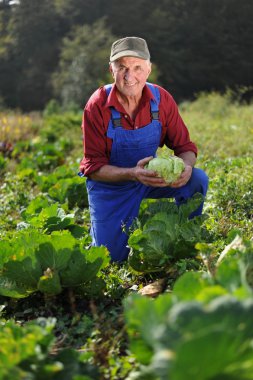 lahana alan çiftçi