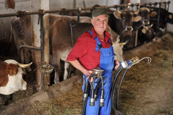 Agricultor está trabalhando na fazenda com vacas — Fotografia de Stock