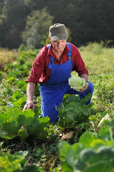 lahana alan çiftçi