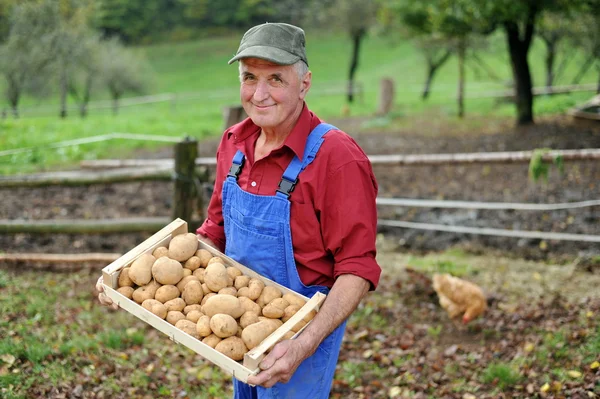 Bonde med potatis Stockbild