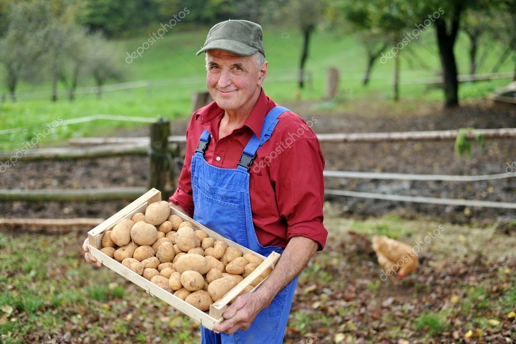 Farmer with potatoes — Stock Photo © vision.si 56643501