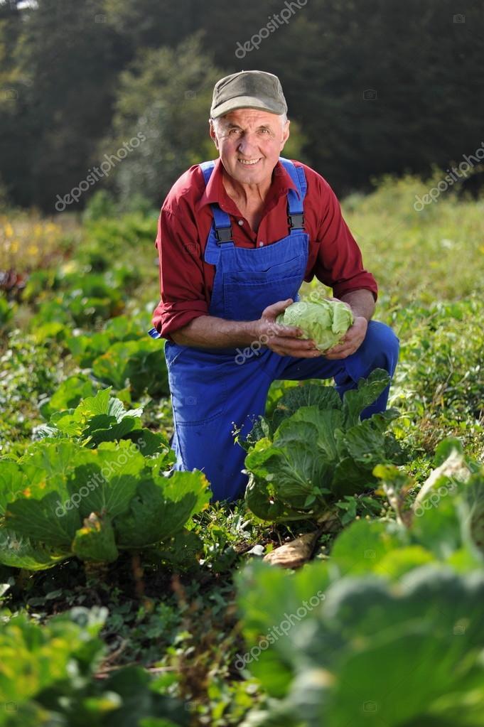 Farmer at cabbage field Stock Photo by ©vision.si 56643665