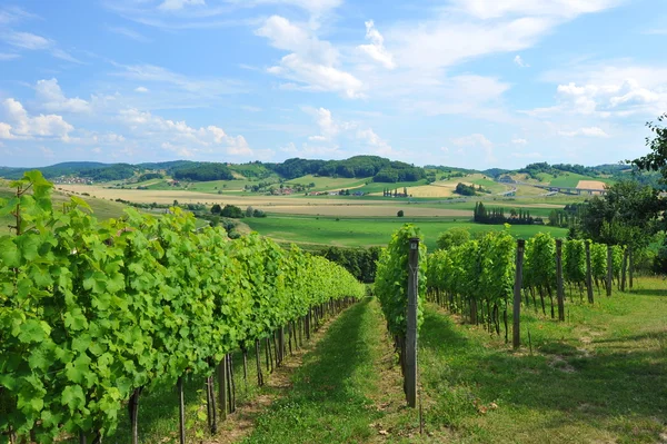 Bild von Weingut Garten — Stockfoto