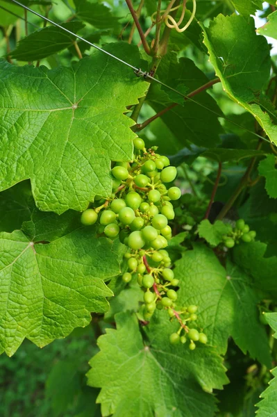 Groene druiven — Stockfoto