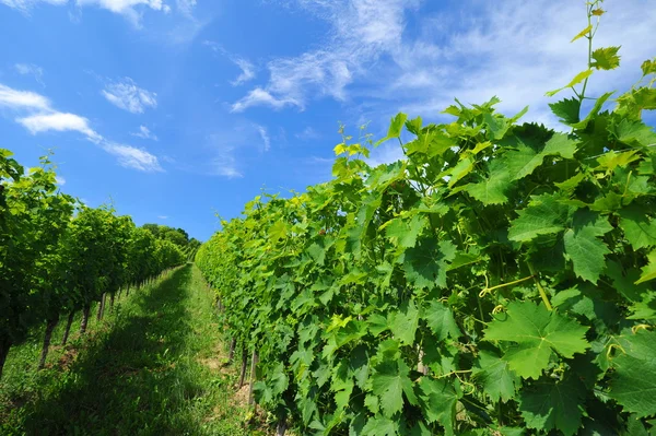 Bild von Weingut Garten — Stockfoto