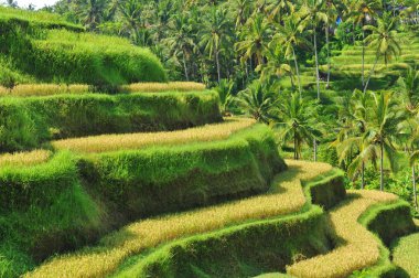 Teras pirinç tarlaları