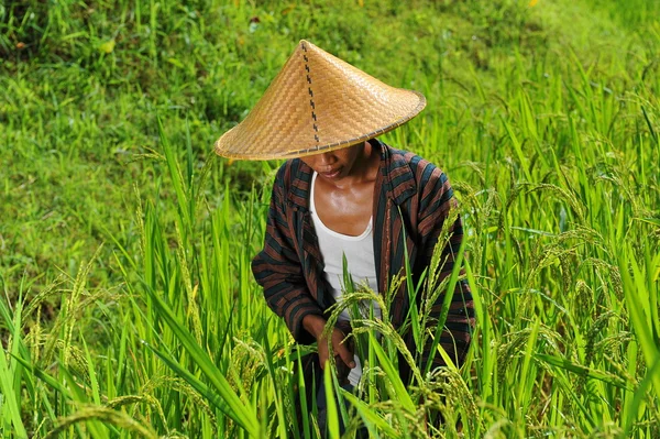 Agricultor ecológico trabajando — Foto de Stock