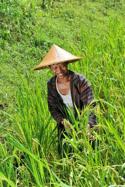 Agriculteur biologique travaillant — Photo