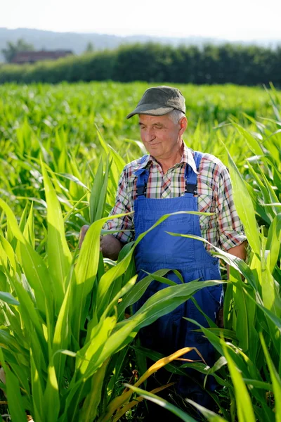 Farmer looking at sweetcorn — Stock Photo, Image