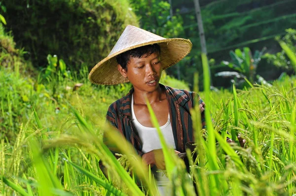 Agricultor biológico a trabalhar — Fotografia de Stock