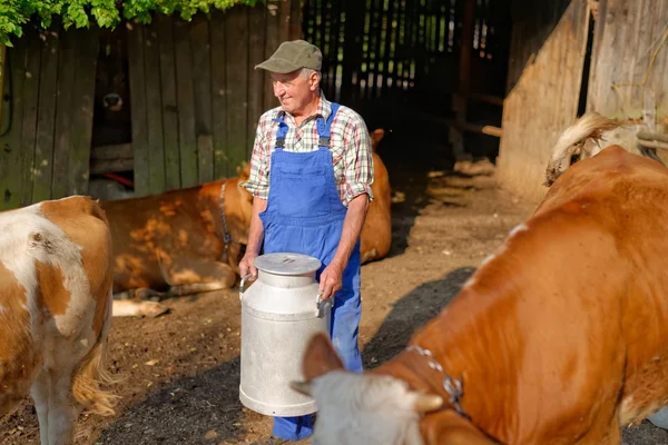 Agricultor com vacas leiteiras — Fotografia de Stock