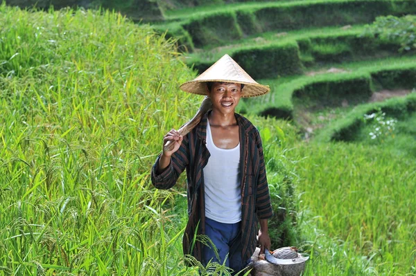 Traditional organic rice farmer — Stock Photo, Image