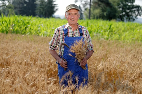 Bir buğday tarlasında duran çiftçi — Stok fotoğraf
