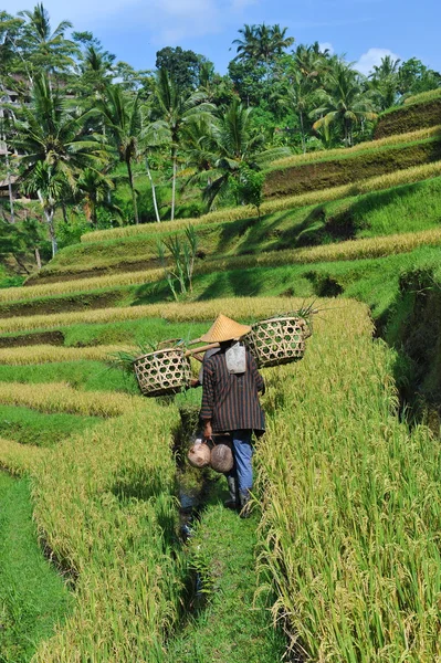 Farmer walking with wooden basket — Stock Photo, Image