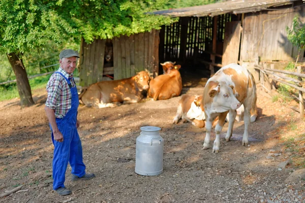 Agricultor com vacas leiteiras — Fotografia de Stock