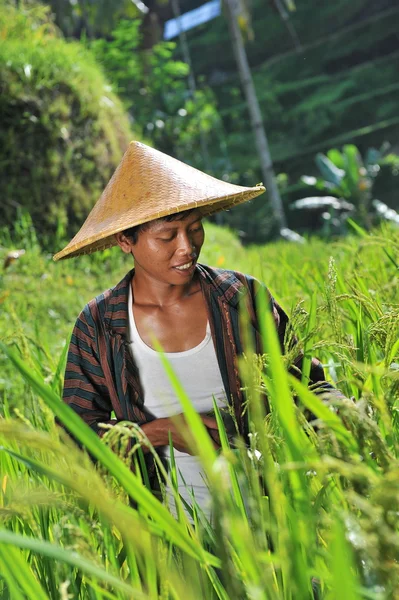 Agricultor biológico a trabalhar — Fotografia de Stock