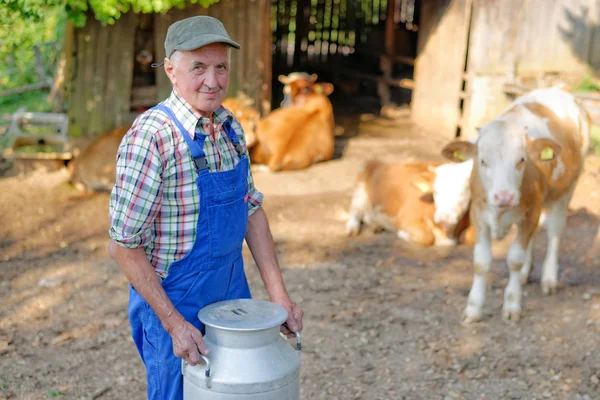 Agricultor com vacas leiteiras — Fotografia de Stock
