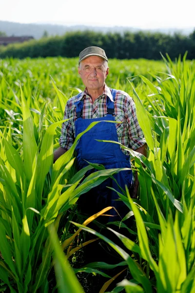 Agricultor mirando maíz dulce — Foto de Stock