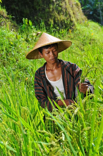 Agricultor biológico a trabalhar — Fotografia de Stock