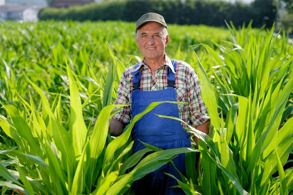 Farmer titta på sockermajs Royaltyfria Stockbilder