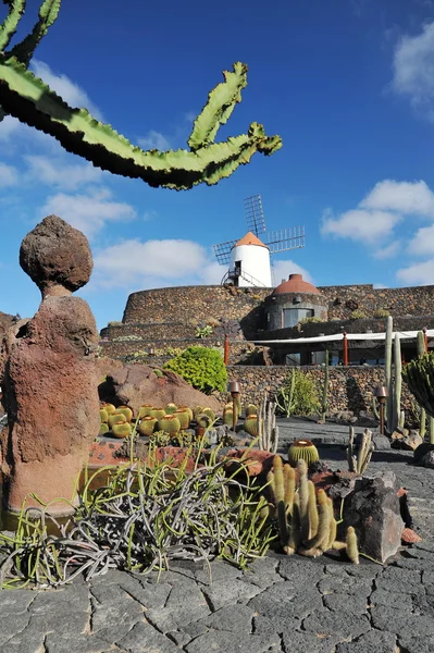 Lanzarote 'de tropikal bir bahçede cactuses — Stok fotoğraf